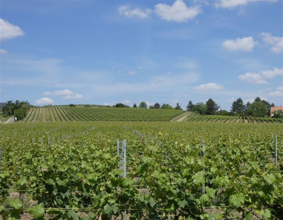 Wohnen in der Genuss-Region Deutsche Weinstra�e Penthousewohnung Bad D�rkheim