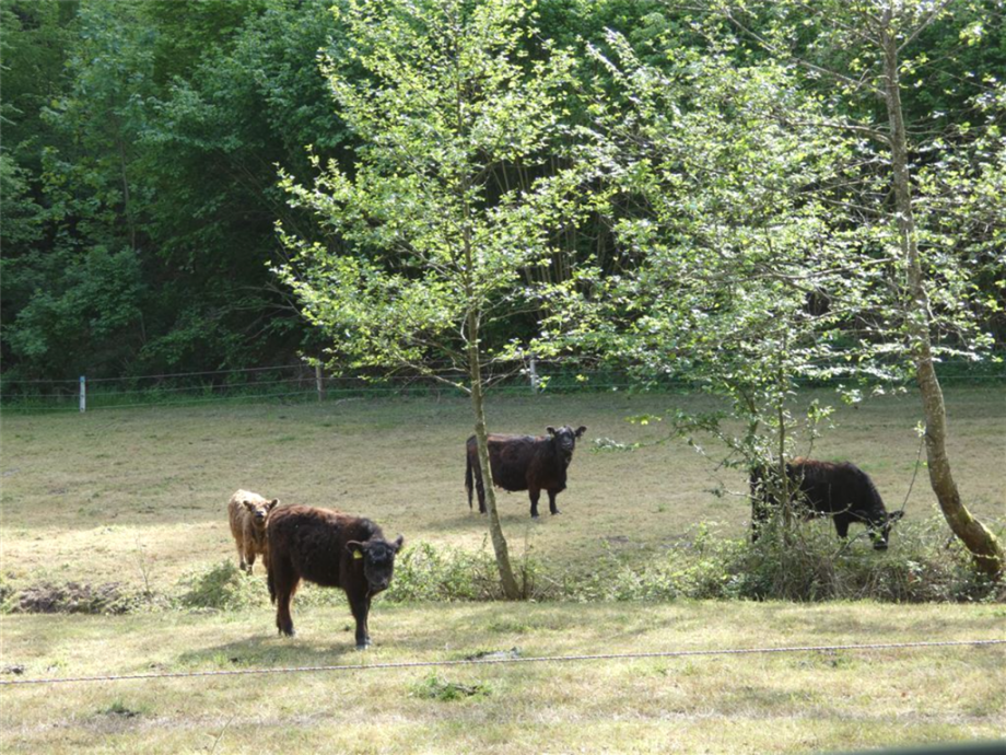 Wohnen inmitten intakter Natur Doppelhaush�lfte Esthal