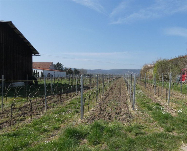 Blick angrenzende Weinberge Herxheim am Berg Grundst�ck Abrissimmobilie mit Weinbergsblick