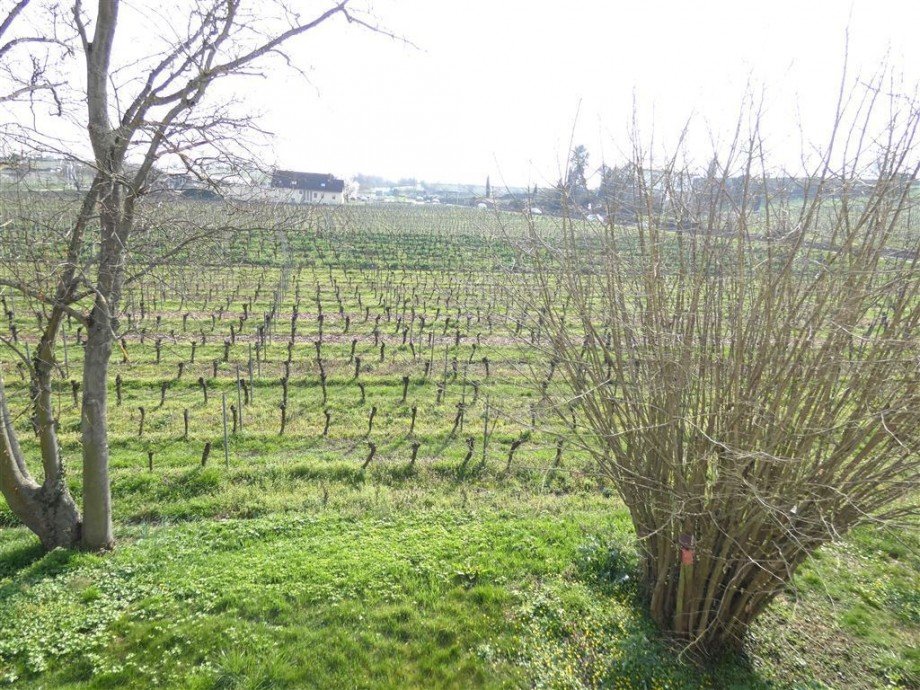 Blick vom Balkon Etagenwohnung Deidesheim