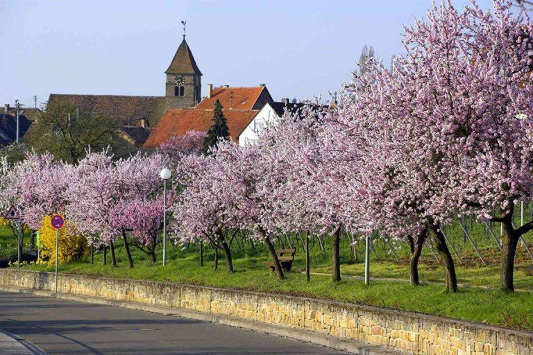 Wohnen wo andere Urlaub machen! Neustadt Grundst�ck Leben wo andere Urlaub machen - Baugrundst�ck in Gimmeldingen