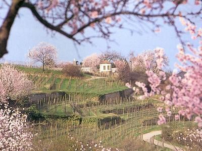 Mandelbl�te Wohngrundst�ck Neustadt