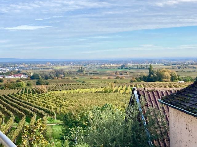 Das Rebenmeer vor der Haust�r Etagenwohnung Neustadt