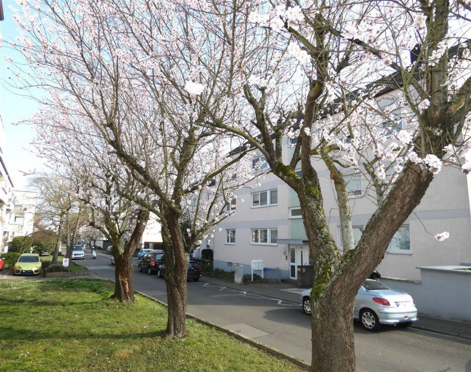 Mandelbl�tenallee in der Anwohnerstra�e Etagenwohnung Deidesheim